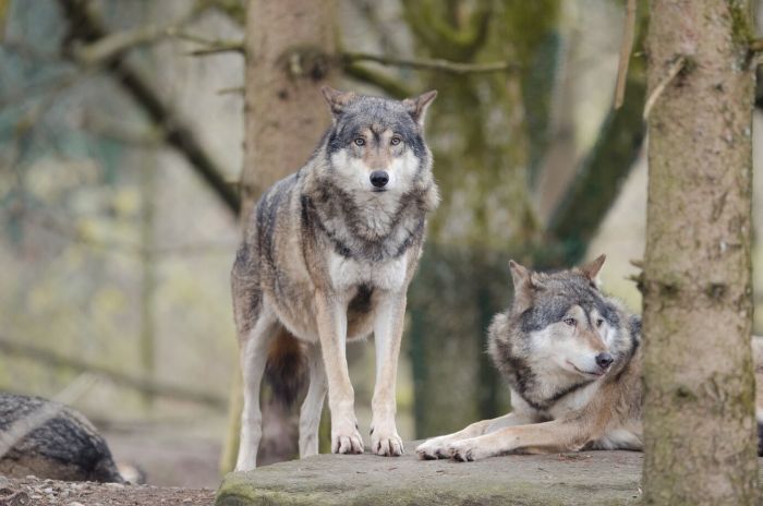 Dire Wolf